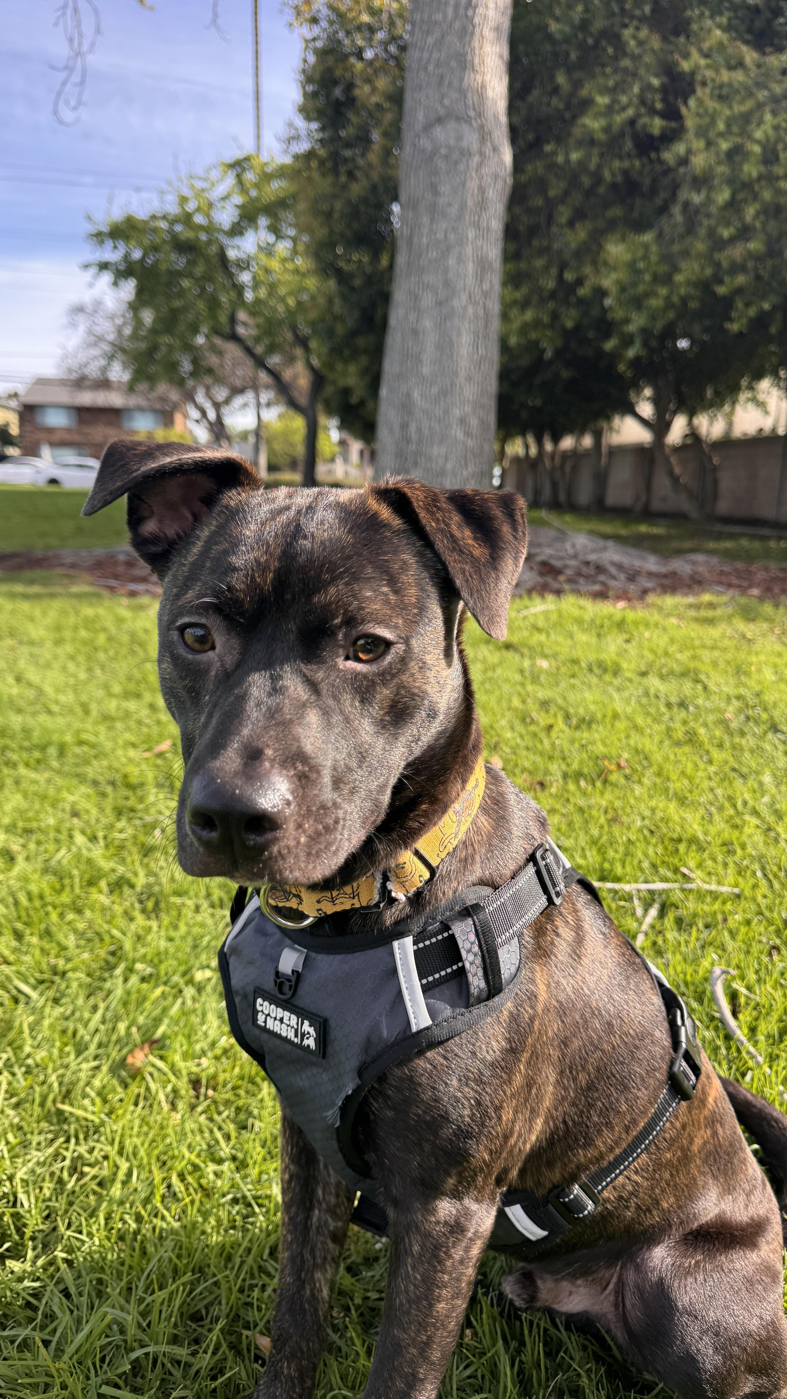 A young medium-sized male Brindle American Staffordshire Terrier dog named Jake for adoption in Cool, CA