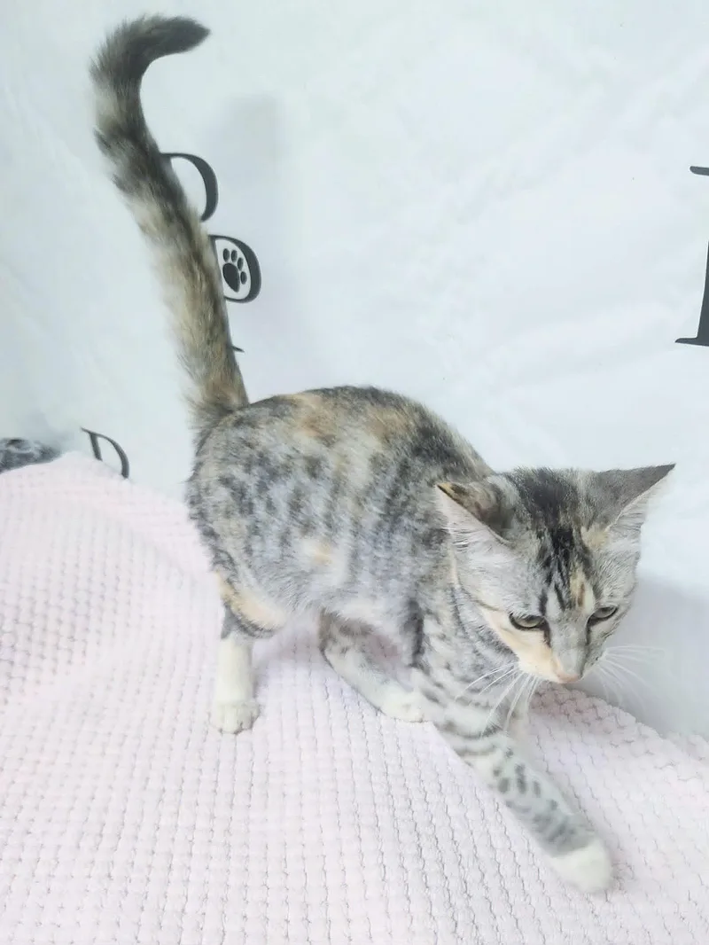 A young medium-sized female Domestic Short Hair cat named Marshmallow for adoption in Social Circle, GA