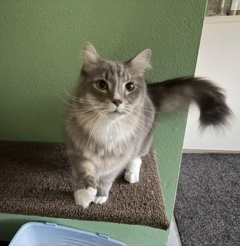 Gracie