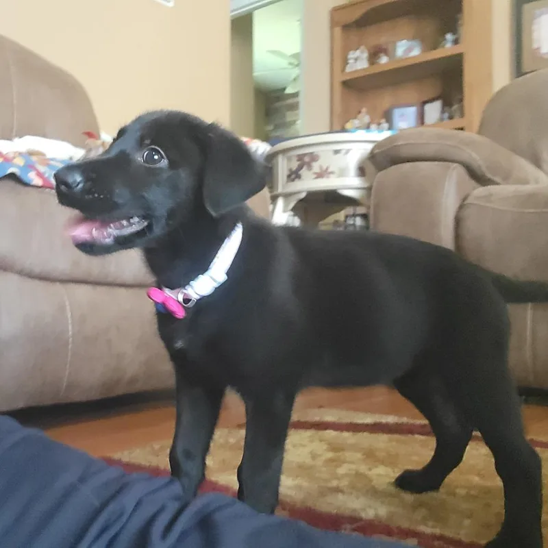 A baby medium-sized female Black Labrador Retriever dog named Nova for adoption in Seminole, FL
