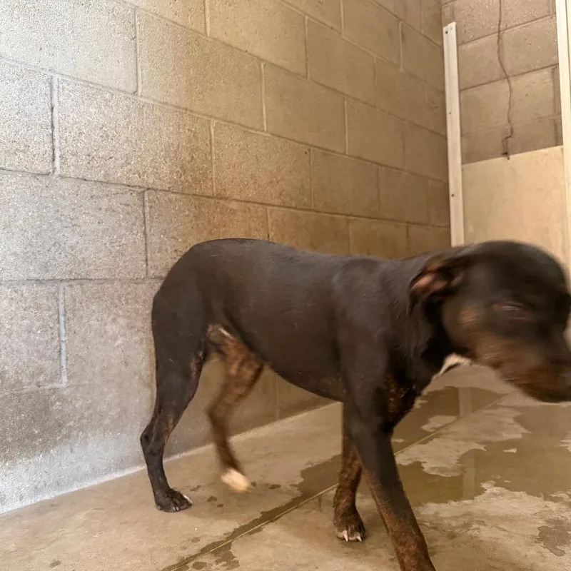 An adult medium-sized female Chihuahua dog named Guess for adoption in Yuma, AZ