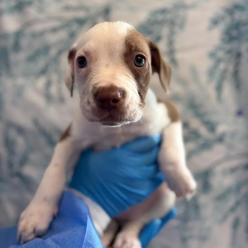 A baby small-sized female White / Cream German Shorthaired Pointer dog named Mango Habanero for adoption in San Antonio, TX