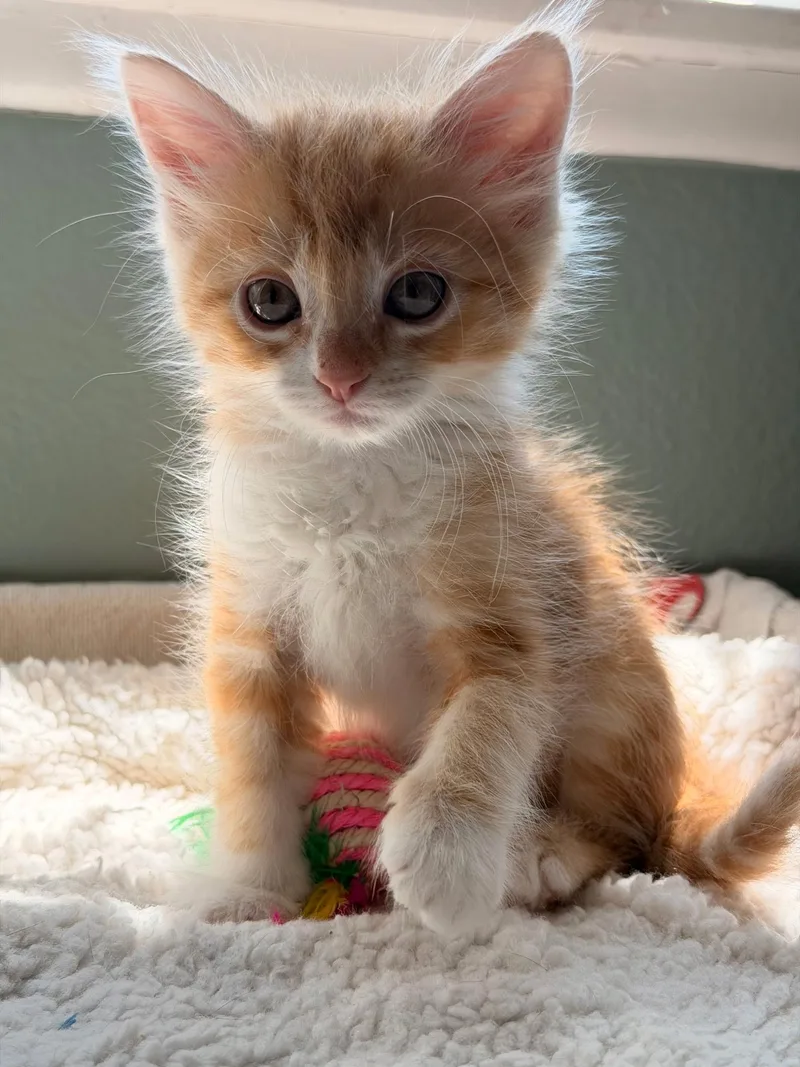 A baby medium-sized male Orange & White Tabby cat named Chester for adoption in San Juan Capistrano, CA