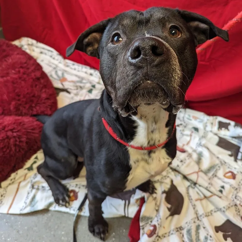 A young large-sized male Black American Staffordshire Terrier dog named Abbott for adoption in Valparaiso, IN