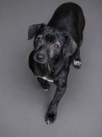 An adult small-sized female Chihuahua dog named Willow for adoption in Bowling Green, KY