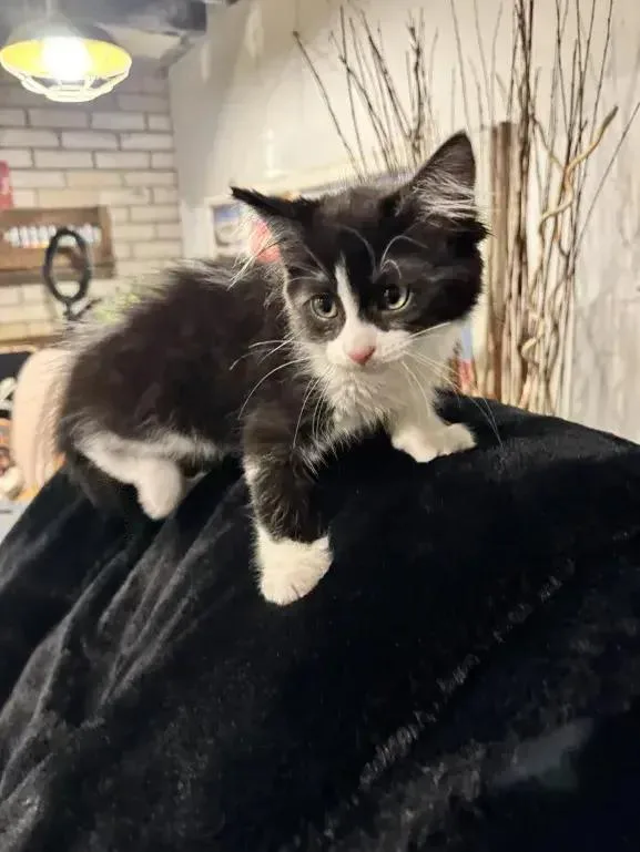 A baby small-sized female Black & White / Tuxedo Domestic Medium Hair cat named Spunk for adoption in Grand Rapids, MI
