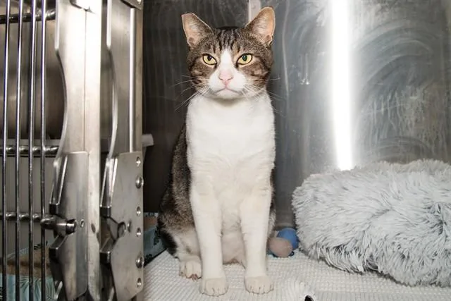 A young large-sized male Domestic Short Hair cat named Izzo Foshizzo for adoption in Santa Monica, CA