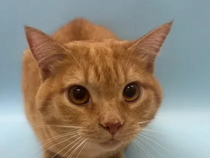 An adult small-sized male Domestic Short Hair cat named Hugo for adoption in Woodbury, MN