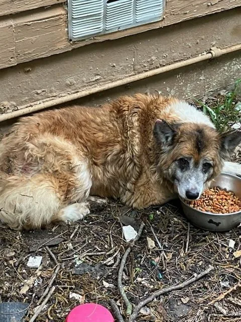 A senior large-sized male Akita dog named Terry for adoption in Dallas, TX