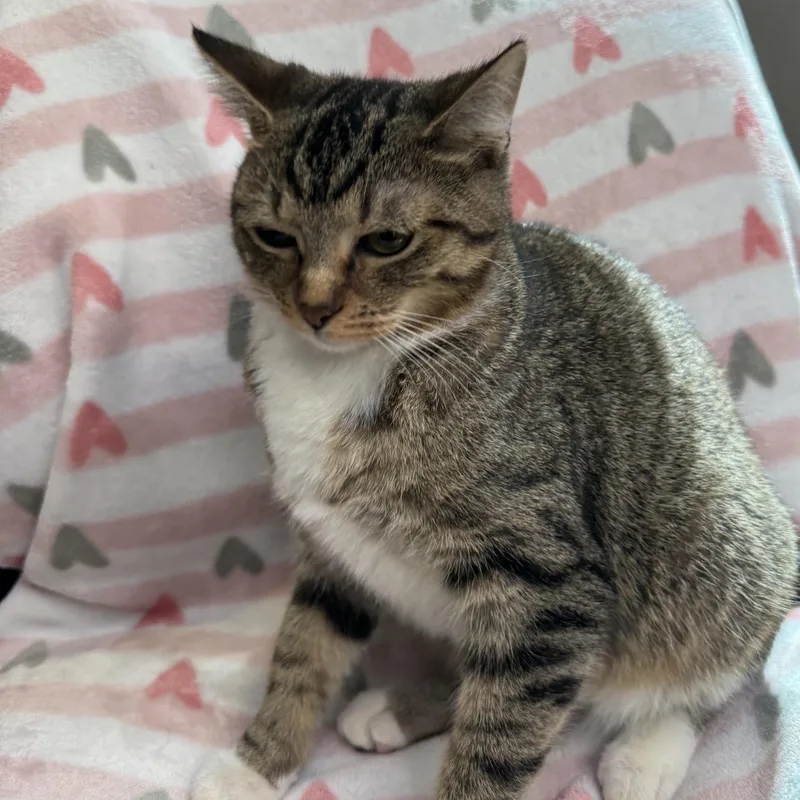 A young small-sized female Tabby (Buff / Tan / Fawn) Domestic Short Hair cat named Maxie for adoption in Waterloo, IA