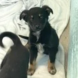 A baby small-sized male Black Australian Cattle Dog / Blue Heeler dog named Bok Choy Butler for adoption in Flagstaff, AZ