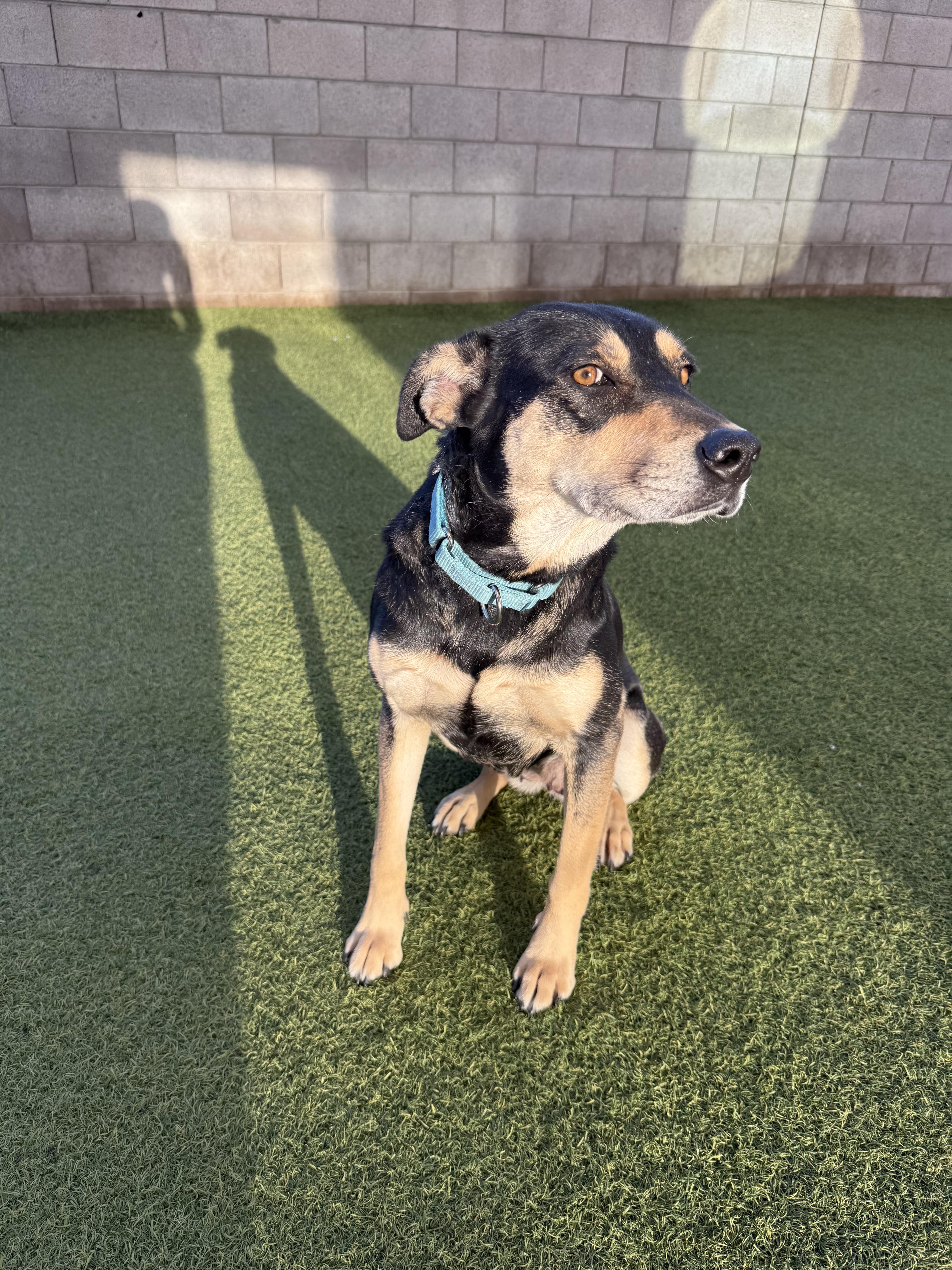An adult medium-sized female Tricolor (Brown, Black, & White) Rottweiler dog named Betty for adoption in Phoenix, AZ