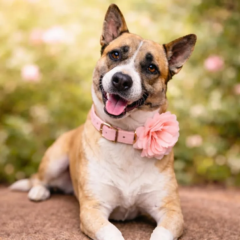 An adult medium-sized female German Shepherd Dog dog named Faith Gs for adoption in Allen, TX