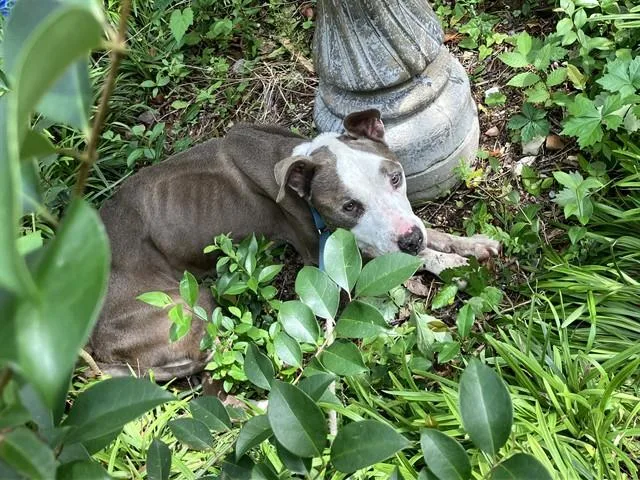 A senior medium-sized male Pit Bull Terrier dog named Bajan for adoption in Dallas, TX
