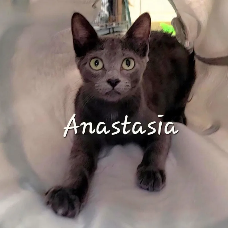 A baby medium-sized female Russian Blue cat named Anastasia sunseeker for adoption in Houston, TX
