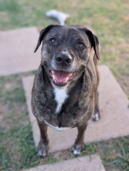 An adult large-sized male Boxer dog named Walter for adoption in Mansfield, TX
