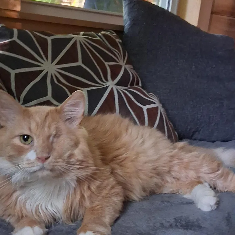A senior medium-sized male Orange & White Domestic Long Hair cat named Charlie for adoption in Charleston, SC