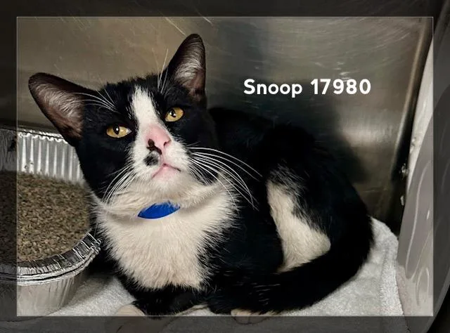 An adult medium-sized male Black & White / Tuxedo Domestic Short Hair cat named Snoop for adoption in Marietta, GA