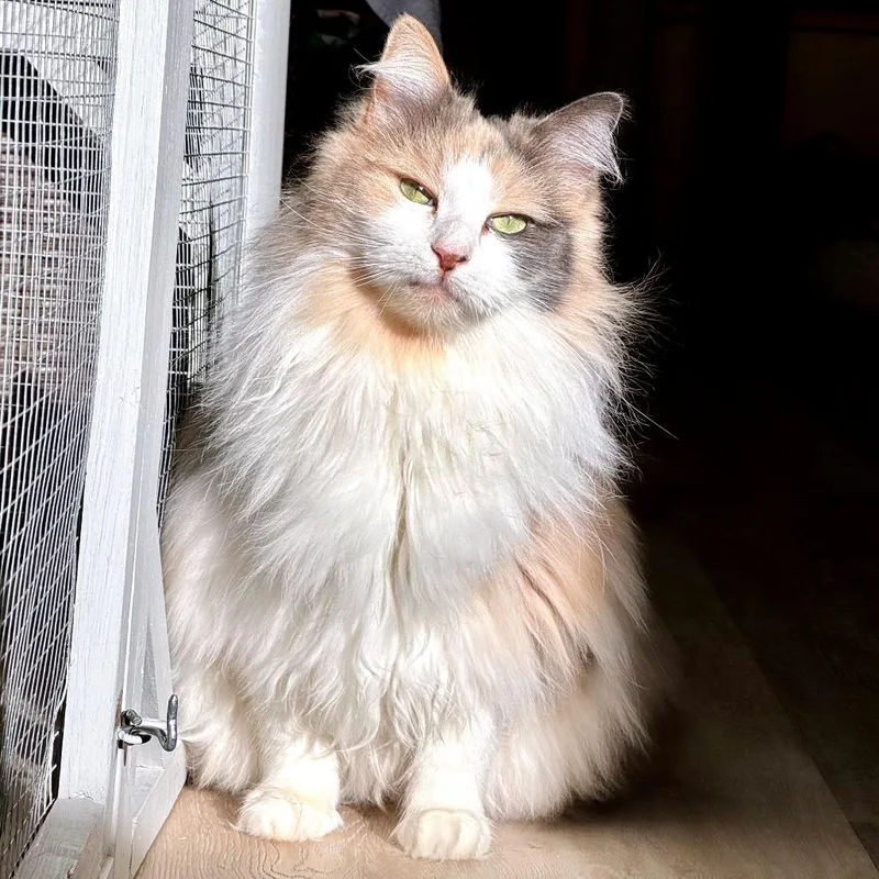 A senior medium-sized female Calico Domestic Long Hair cat named Alice for adoption in Durango, CO