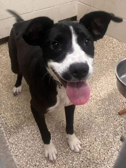 A young medium-sized female Black Labrador Retriever dog named Kehlani for adoption in Katy, TX