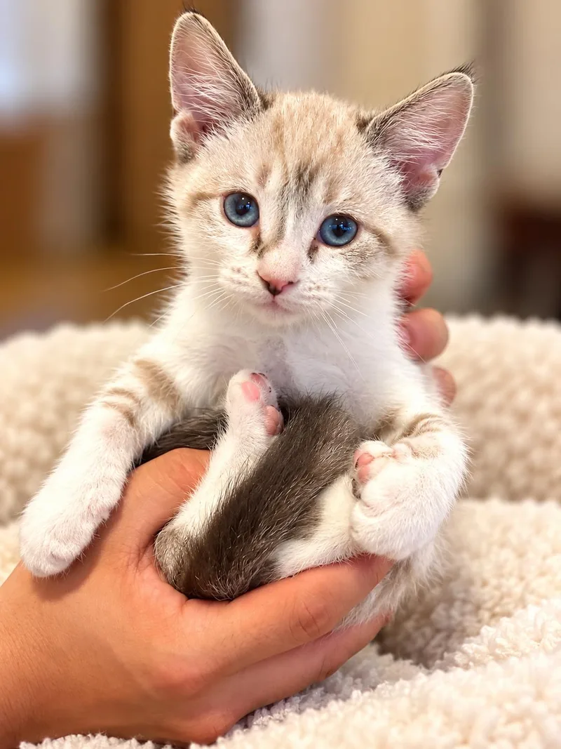 A baby medium-sized male Siamese cat named Kiwi Napa for adoption in Napa, CA
