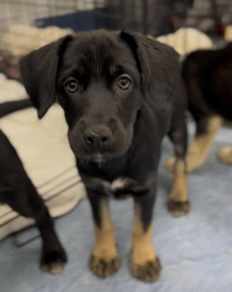 A baby medium-sized female Black Mixed Breed dog named Stormy for adoption in Charleston, SC