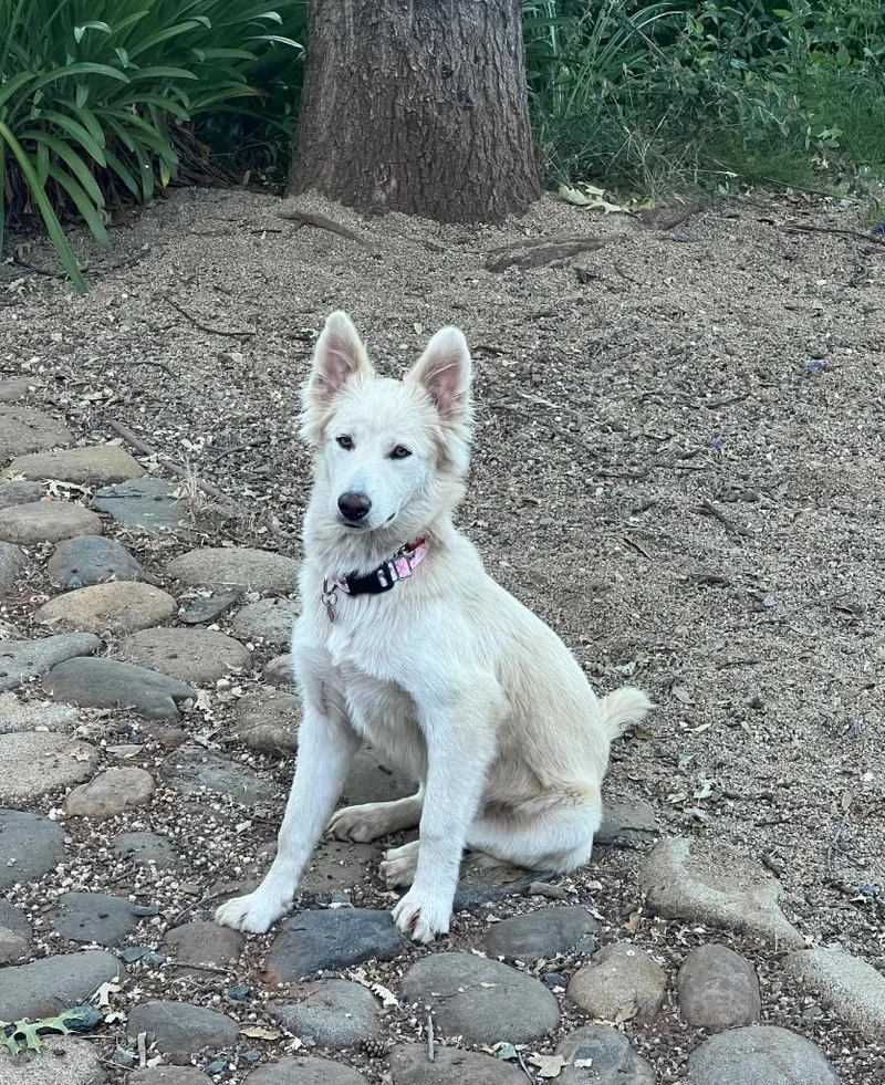A young medium-sized female White / Cream Shepherd dog named Chewy for adoption in Shingle Springs, CA