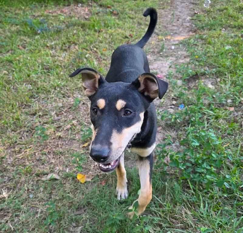 A baby medium-sized female Black Shepherd dog named Beyonce for adoption in Longview, TX