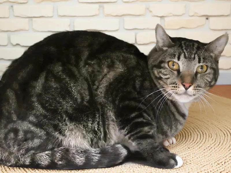 An adult medium-sized male Domestic Short Hair cat named Chance for adoption in Pasadena, CA