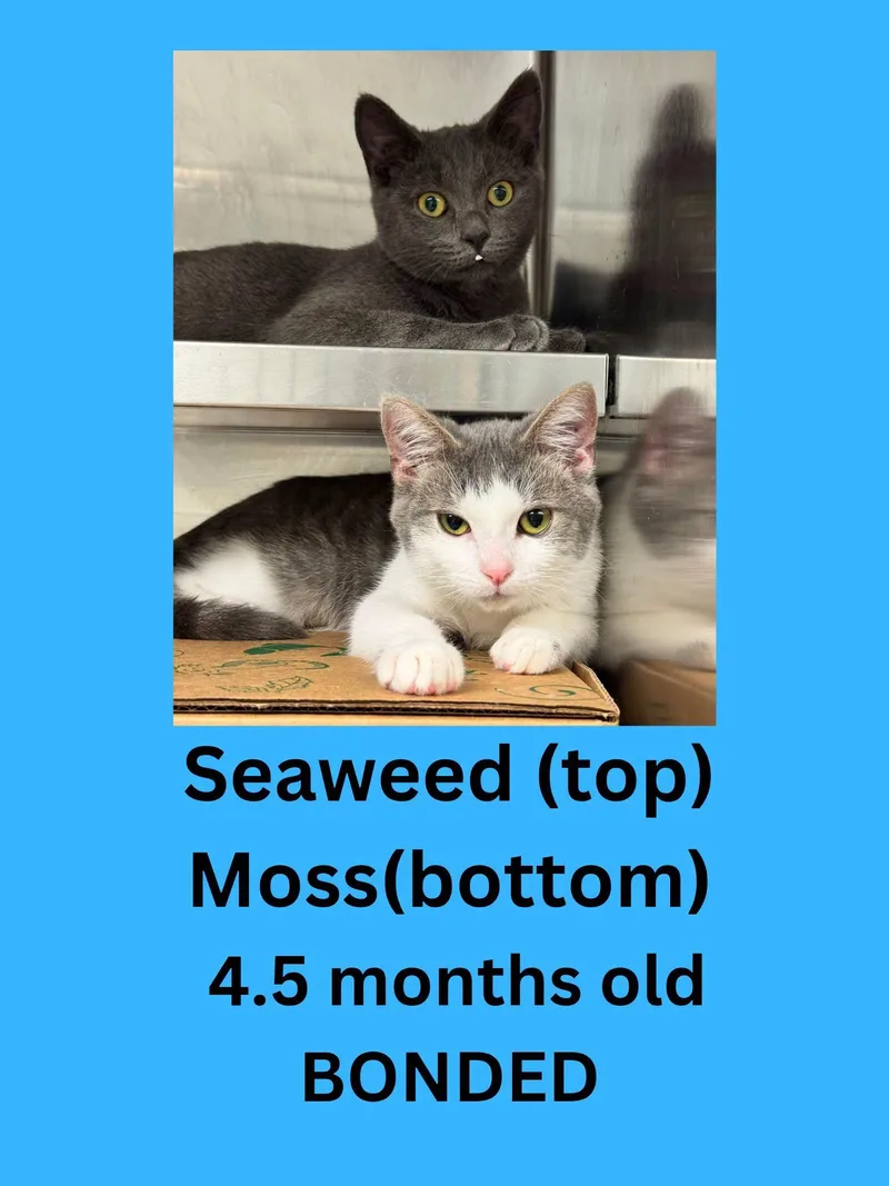 A young small-sized male Gray / Blue / Silver Domestic Short Hair cat named Moss & Seaweed for adoption in Ravenna, OH