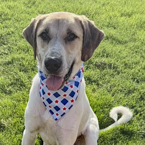 An adult large-sized male Yellow / Tan / Blond / Fawn Anatolian Shepherd dog named Duke for adoption in Oklahoma City, OK