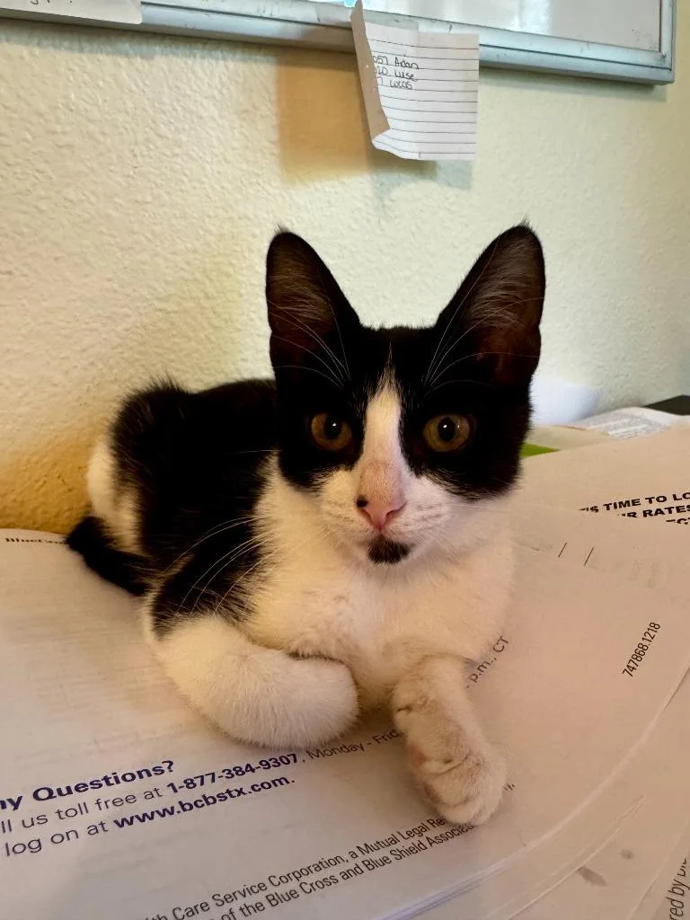 A baby medium-sized female Domestic Short Hair cat named Lark for adoption in San Antonio, TX