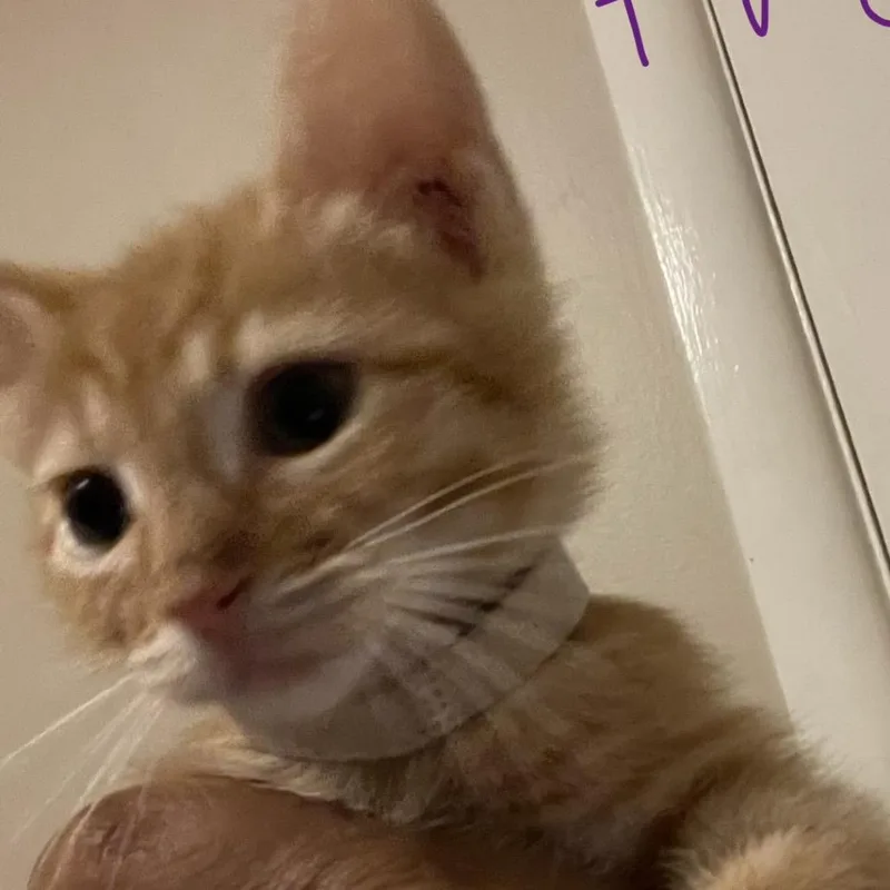 Fred