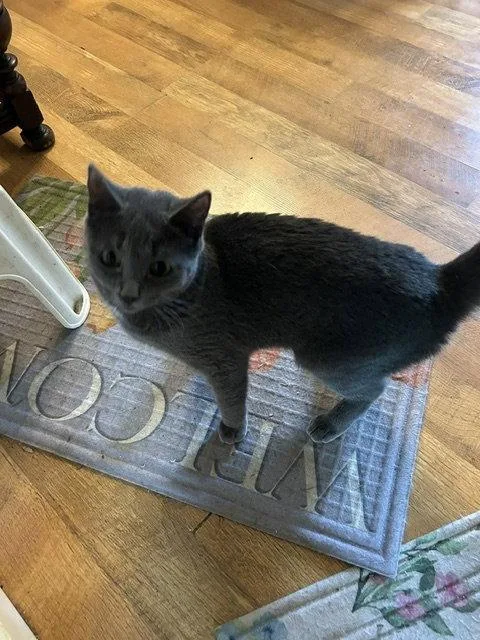 A young medium-sized female Gray / Blue / Silver Domestic Short Hair cat named Misty for adoption in Apollo, PA