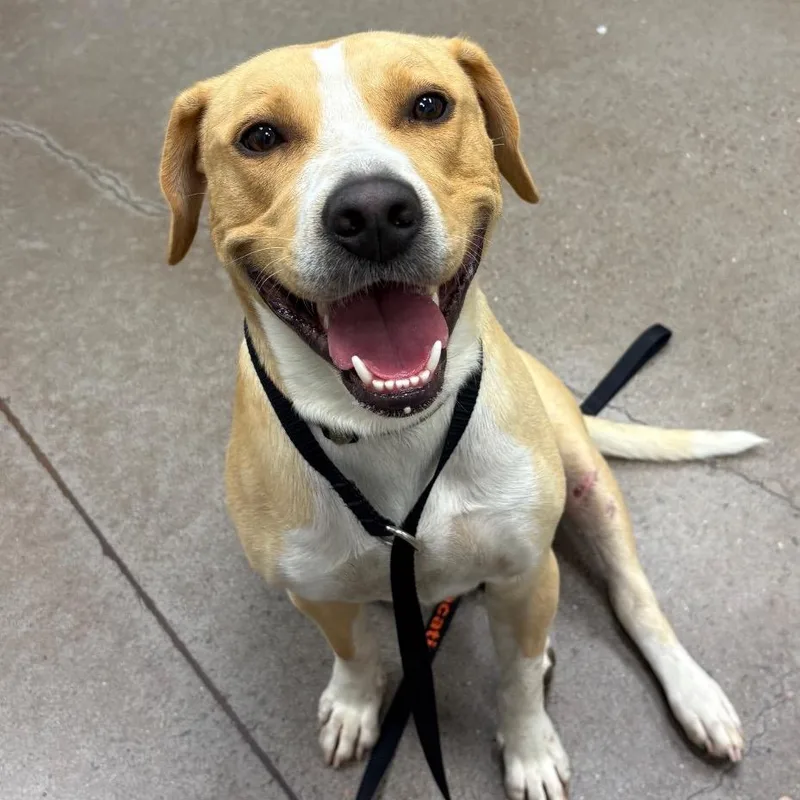 An adult medium-sized male Yellow / Tan / Blond / Fawn Labrador Retriever dog named Miller for adoption in Chattanooga, TN
