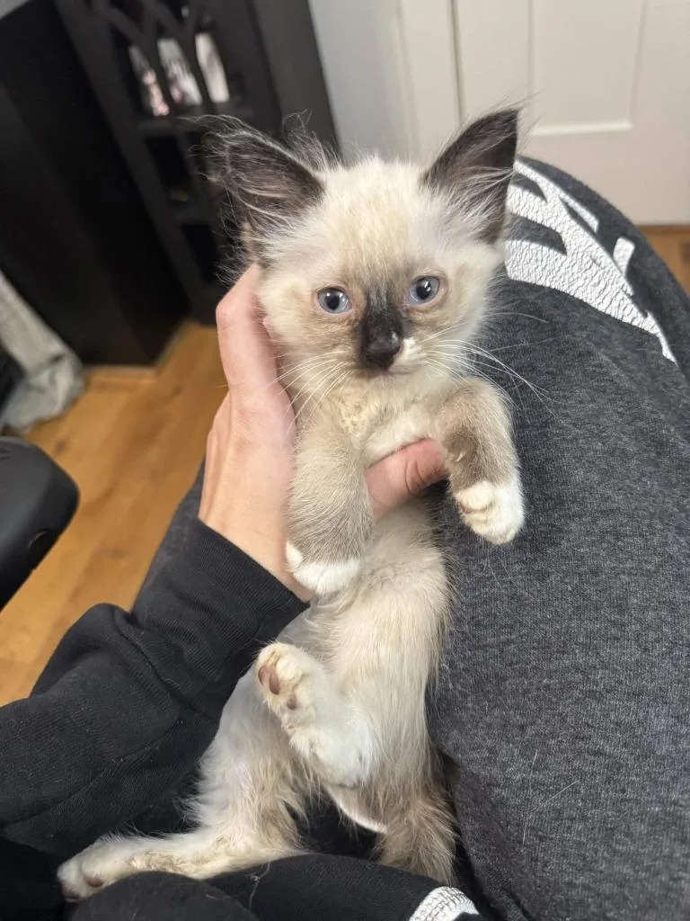 A baby small-sized female Siamese cat named Marta for adoption in Augusta, GA