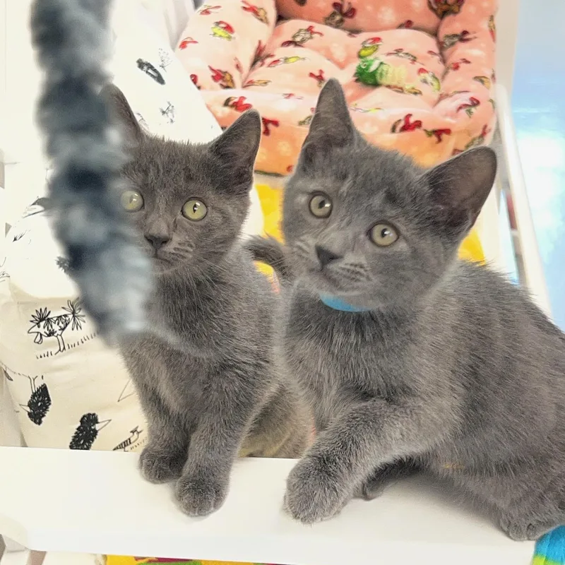 A baby medium-sized male Gray / Blue / Silver Domestic Short Hair cat named Fluffernutter & Jet Puff for adoption in Medfield, MA