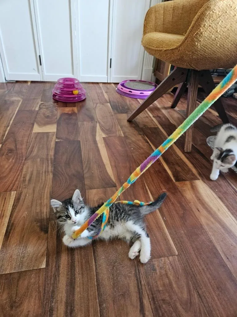 A baby medium-sized female Domestic Medium Hair cat named Sarliez for adoption in Fort Lupton, CO
