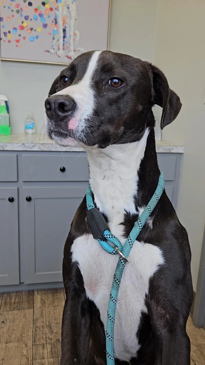 A young medium-sized female Pit Bull Terrier dog named Enola Or Ennie Girl for adoption in Perryville, AR