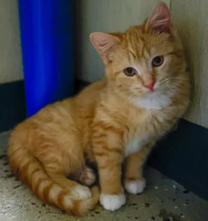 Tigger