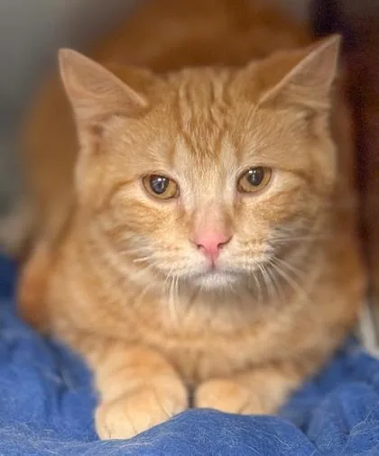 Tigger thumbnail 2