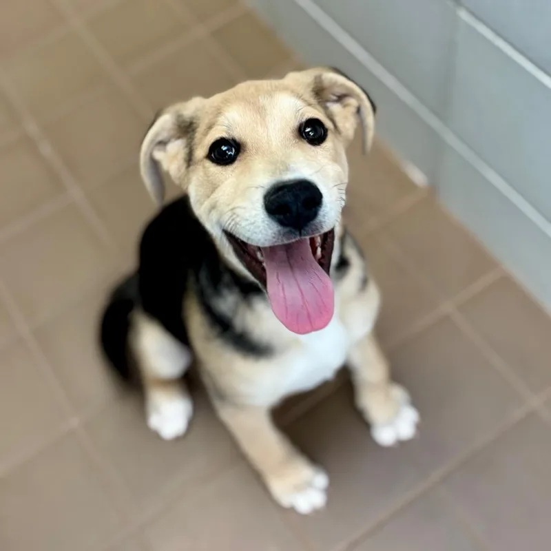 A baby small-sized male Black Mixed Breed dog named Bennett for adoption in New York, NY