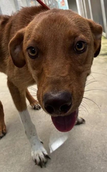 An adult medium-sized male Rhodesian Ridgeback dog named Ruffles for adoption in Gainesville, FL