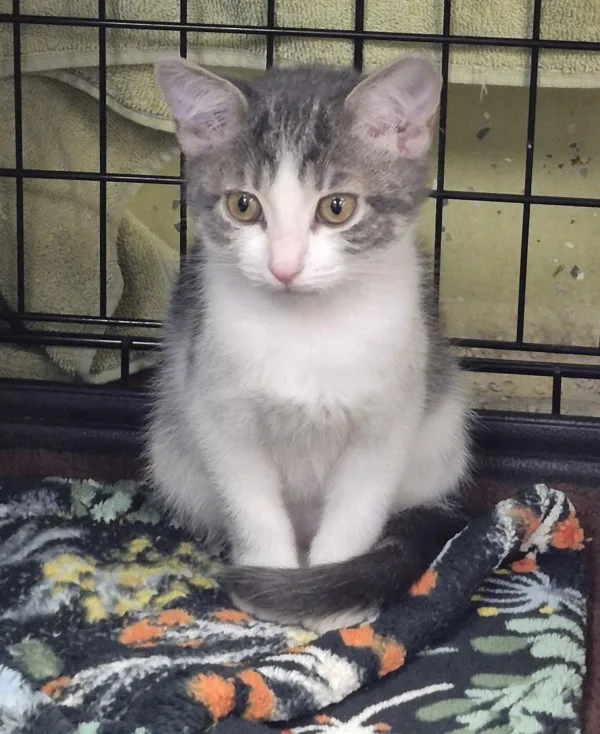 A baby medium-sized female Domestic Short Hair cat named Lucy for adoption in Napa, CA