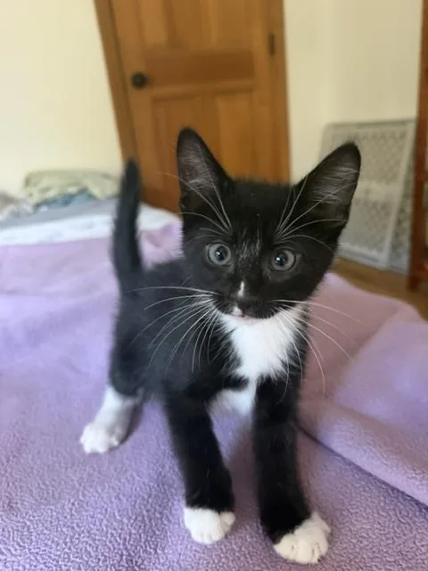A baby small-sized male Domestic Short Hair cat named Storm for adoption in Canton, CT