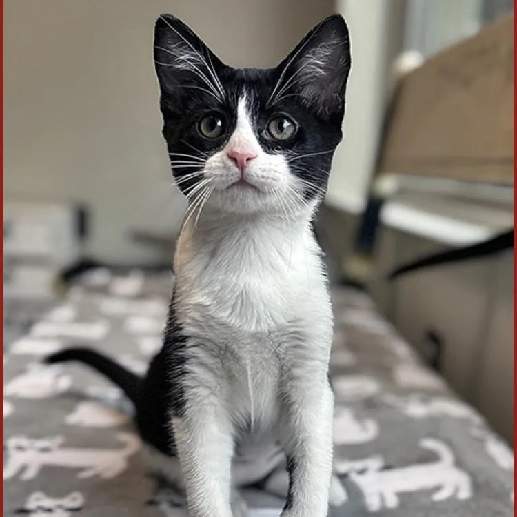 A baby large-sized female Black & White / Tuxedo Domestic Short Hair cat named Alexa for adoption in Lodi, CA