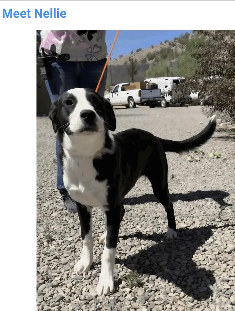 A young medium-sized female Border Collie dog named Nellie for adoption in Salt Lake City, UT