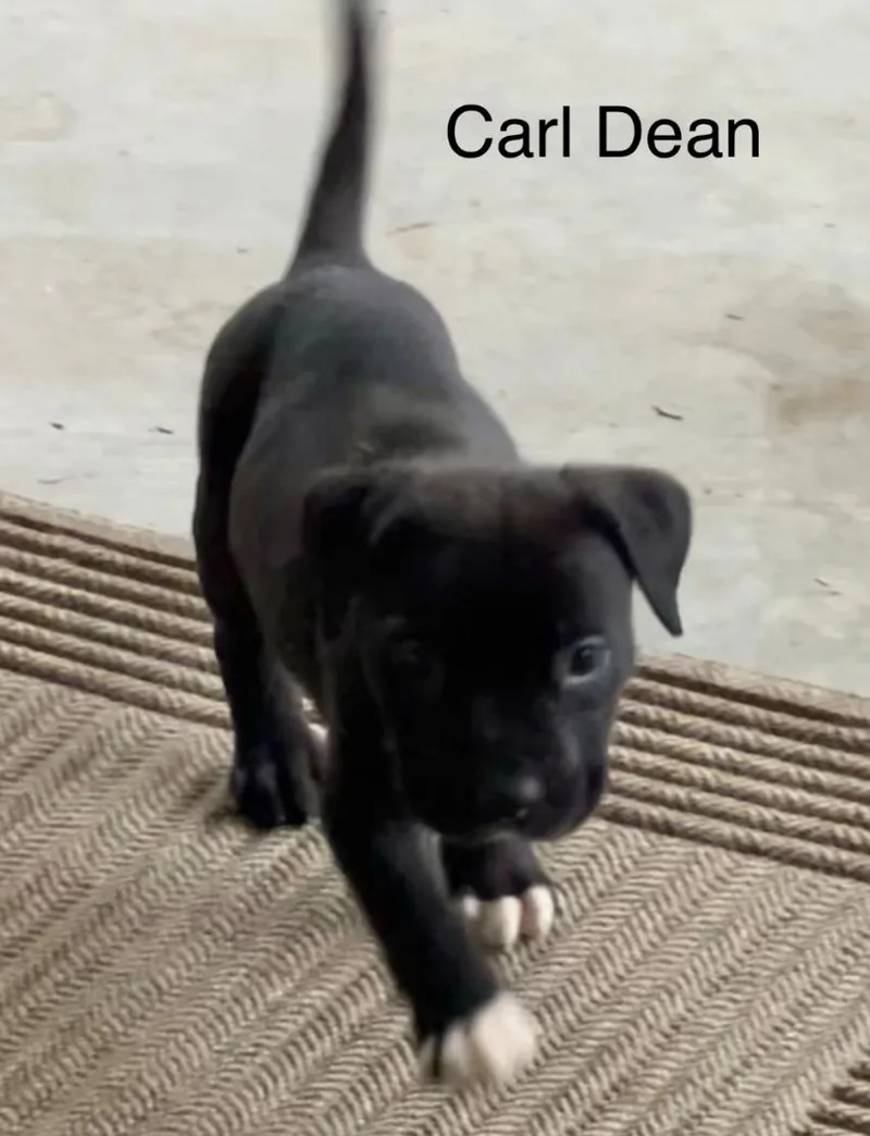 A baby medium-sized male Black Pit Bull Terrier dog named Carl Dean for adoption in Brentwood, CA
