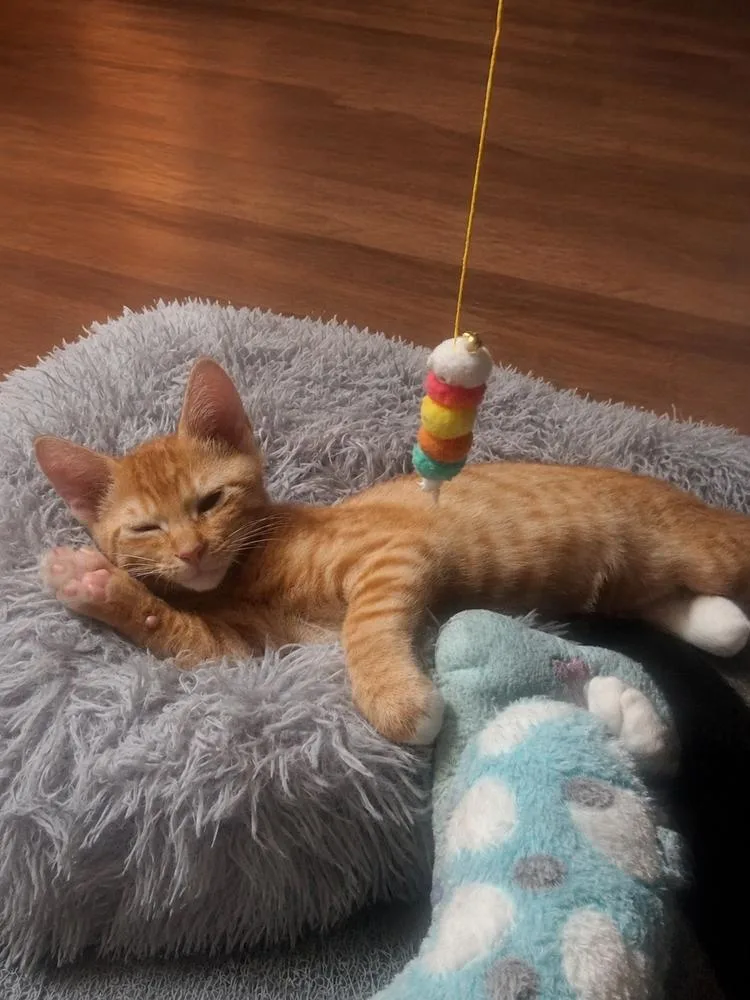 A baby small-sized male Tabby (Orange / Red) Domestic Short Hair cat named Cheese for adoption in Dallas, TX