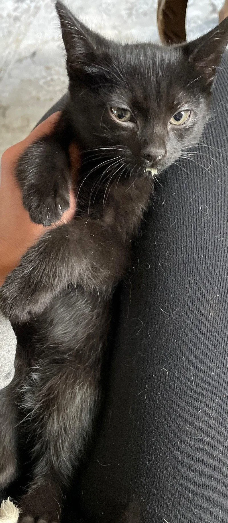 A baby medium-sized male Domestic Short Hair cat named Two Toes for adoption in Island Lake, IL